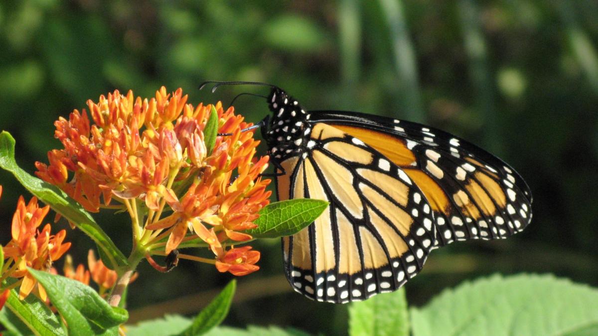 The Incredible Journey Monarch Viewing Point Pelee Carolinian Canada